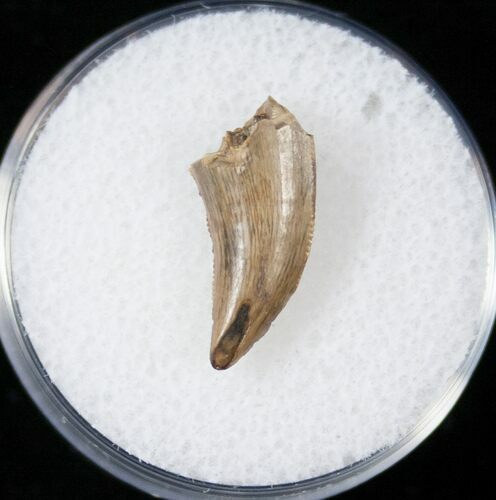 Raptor (Dromaeosaur) Tooth - Judith River #14795